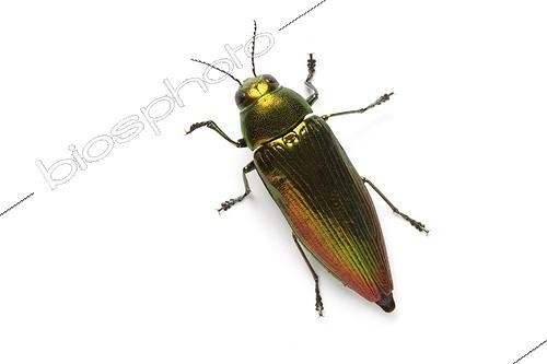 Biosphoto | 1924825 | Jewel beetle on white background | &copy; Michel Gunther / Biosphoto