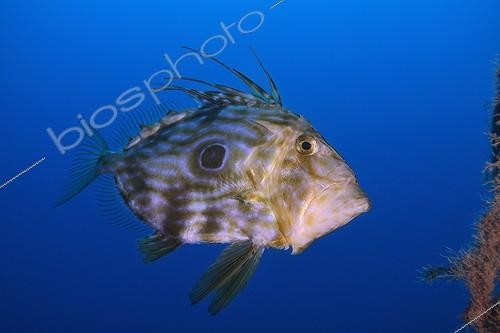 Biosphoto | 2016498 | John Dory swimming - Mediterranean Sea  | &copy; Sergi Garcia Fernandez / Biosphoto