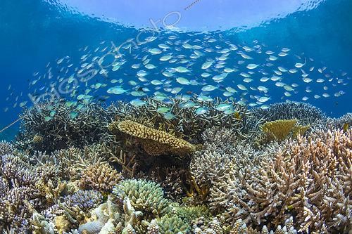 Biosphoto | 2619325 | Joli jardin corallien des piscines du sud du lagon de Mayotte. | &copy; Gabriel Barathieu / Biosphoto
