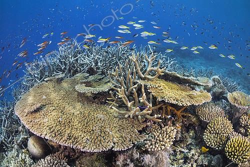 Biosphoto | 2619339 | Joli jardin corallien des piscines du sud du lagon de Mayotte. | &copy; Gabriel Barathieu / Biosphoto