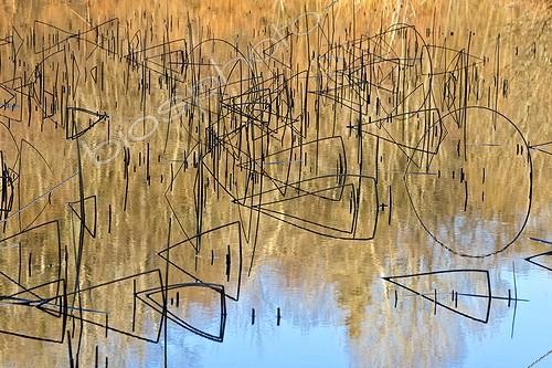 Biosphoto | 1991473 | Joncs et reflets dans le Lac d'Ambléon - Bugey France | &copy; Jean-Philippe Delobelle / Biosphoto