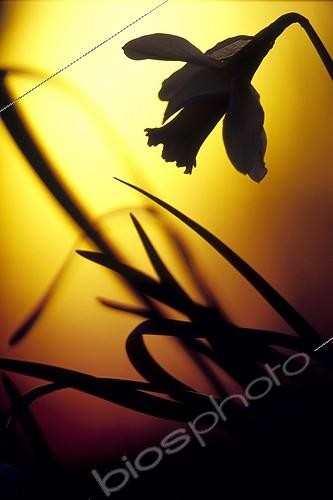 Biosphoto | 743674 | Jonquilles au crépuscule en sous-bois Vallée du Doubs | &copy; Florent Cardinaux  / Biosphoto