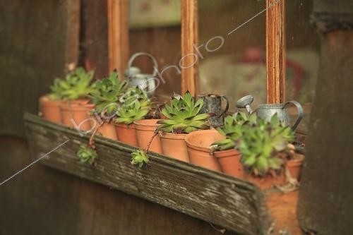 Biosphoto | 1001679 | Joubardes pot shack children Le Jardin des Lianes ; Le jardin des lianes | &copy; Hervé Lenain / Biosphoto