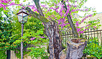 Biosphoto | 2621679 | Judas tree (Cercis siliquastrum) in bloom, Plantagenet City, Le Mans, Sarthe, France. | &copy; Michel Gile / Biosphoto