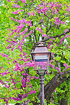 Biosphoto | 2621680 | Judas tree (Cercis siliquastrum) in bloom, Plantagenet City, Le Mans, Sarthe, France. | &copy; Michel Gile / Biosphoto