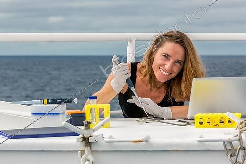 Biosphoto | 2620093 | Julie Poulain Research Engineer in Molecular Biology at the Genoscope (CEA National Sequencing Centre), Julie Poulain participated in the Tara Oceans, Tara Polar Circle and Tara Pacific expeditions where she implemented in situ sampling and sequencing. It is with the next generation sequencer, the Minion, already experienced on Tara, that she takes on the « Pourquoi Pas ? » as part of the collaboration IFREMER / Genoscope for the project « Pourquoi Pas Les Abysses ? ».  Animals leave traces of their passage with DNA fragments that end up in the sediment. Some of the genetic analysis was done on board on the boat. Another part will be done after the return of the campaign ashore. It will take several years to exploit all the data collected.  Collection and preservation of sediment aliquots to extract DNAs. ADNs prepared and adapted for sequencing using nanopores placed on Minion instrument. Extraction of NDA from sediment aliquots. Preparation and adaptation of extracted DNA for MinIon sequencing. The ambitious project « Pourquoi pas les abysses ? » aims to increase knowledge of deep water biodiversity. It will help study on a large scale the marine biodiversity patterns in the deep ocean trenches and will enable progress toward the identification of these lesser-known species. The AMIGO2018 mission between Saint-Pierre-et-Miquelon and Brest is part of a cycle of missions to fuel marine biodiversity inventories. The purpose is to take samples that are then processed to extract the DNA. This allows the new molecular “Barcode” methods to take stock of local species. The Pourquoi Pas ? is an oceanographic research vessel named in homage to the Commandant Charcot. This famous French sailor and oceanographer made his polar expeditions aboard four exploration ships of the same name. Nowadays the Pourquoi Pas ? is part of the deep-sea ships of the IFREMER fleet. The ship is in service since September 27th, 2005. With a length of almost 110 m, this ship enables the IFREMER to lead several missions such as hydrography, cartography and the deployments of exploration submarines like the Nautile. The French Navy borrows the ship 150 days per year. | &copy; Gilles Martin / IFREMER / Biosphoto