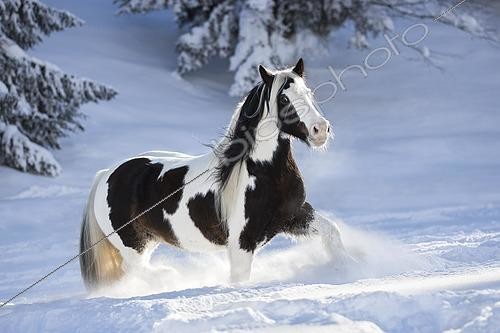Biosphoto | 2465764 | Jument Cob Gypsy de robe pie courant dans la neige profonde, Autriche | &copy; Julia Moll / imageBROKER / Biosphoto