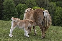 Biosphoto | 2598088 | Jument Falabella allaitant son poulain, Le Falabella (Equus ferus caballus) est le plus petit cheval du monde. | &copy; photoholic / imageBROKER / Biosphoto