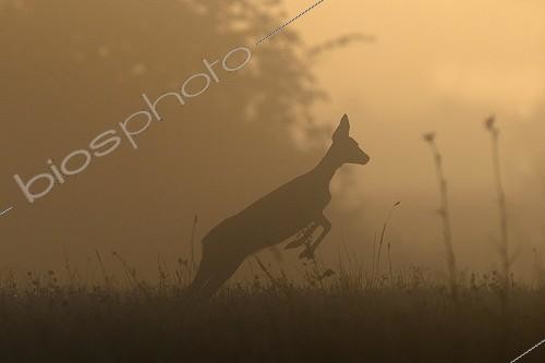 Biosphoto | 893977 | Jump of a Chevrette surprised at sunrise in summer  | &copy; Fabrice Cahez / Biosphoto