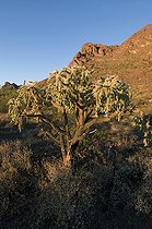 Biosphoto | 1250084 | Jumping Cholla Organ Pipe Cactus NM Arizona USA | &copy; Daniel Heuclin / Biosphoto