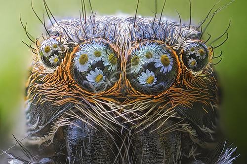 Biosphoto | 2505434 | Jumping Spider Daisies in is eyes Mantova, Po river, Italie | &copy; Alberto Ghizzi Panizza / Biosphoto