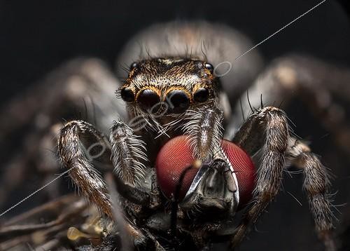 Biosphoto | 2047907 | Jumping spider feeding on a fly - NSW Australia | &copy; Adam Fletcher / Biosphoto