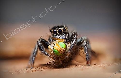 Biosphoto | 2047908 | Jumping spider feeding on a fly - NSW Australia | &copy; Adam Fletcher / Biosphoto