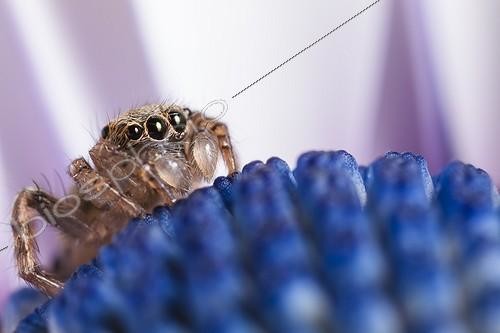 Biosphoto | 1852052 | Jumping spider immature male on blue daisy France | &copy; Olivier Miniato / Biosphoto
