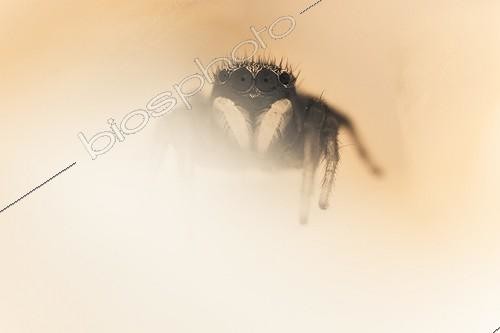 Biosphoto | 1922013 | Jumping spider lurking in a rose - Provence France  | &copy; Benoît Personnaz / Biosphoto