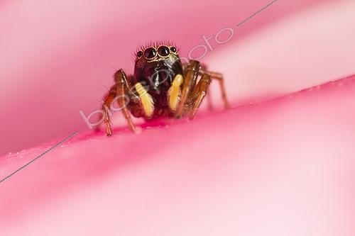 Biosphoto | 1922020 | Jumping Spider lurking in a rose - Provence France  | &copy; Benoît Personnaz / Biosphoto