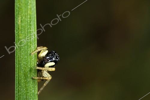 Biosphoto | 1987370 | Jumping spider on a blade of grass - France | &copy; Axel Papon / Biosphoto