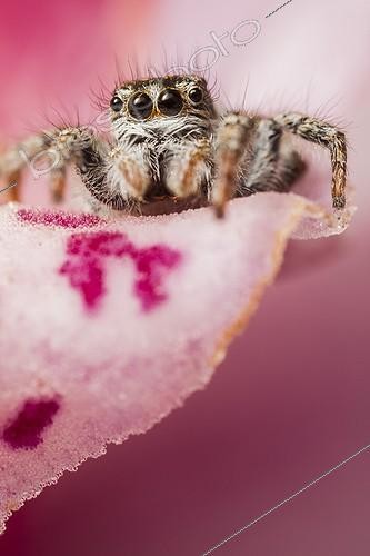Biosphoto | 1922085 | Jumping Spider on the lookout on a flower - France  | &copy; Olivier Miniato / Biosphoto
