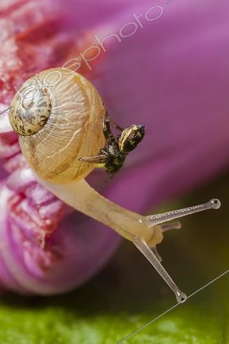 Biosphoto | 1808458 | Jumping spider riding a young snale helix aspersa | &copy; Olivier Miniato / Biosphoto