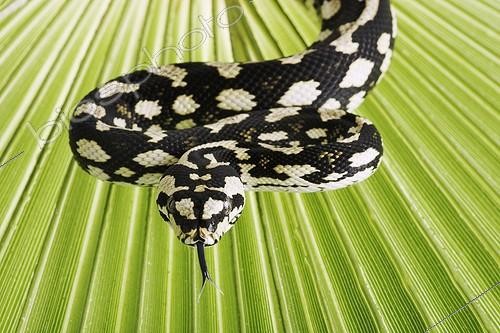 Biosphoto | 699820 | Jungle Carpet Python smelling with tongue on Palm leaf ; Non-venomous python species found in rainforests areas. <br>Distribution: Atherton Tableland, northeastern Australia. | &copy; Martin Harvey / Biosphoto