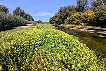 Biosphoto | 2609233 | Jussie rampante (Ludwigia peploides) en fleurs, plante envahissante dans un bras secondaire de la Loire en août, France | &copy; Pierre Vernay / Biosphoto