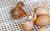 Biosphoto | 2575176 | Just-hatched chick, future Loué chicken, Sarthe, France | &copy; Michel Gile / Biosphoto