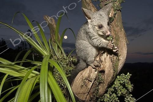 Biosphoto | 1988337 | Juvenile Brushtail Possum on tree root - New Zealand | &copy; Tobias Bernhard Raff / Biosphoto