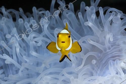 Biosphoto | 1443327 | Juvenile Clown Anemonefish in bleached Sea Anemone | &copy; Reinhard Dirscherl / Biosphoto