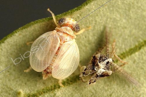 Biosphoto | 2172407 | Juvenile de Psylle de l'olivier (Euphyllura olivina), sur feuille d'olivier, juste après sa mue qui est resté à droite. | &copy; Jean Lecomte / Biosphoto