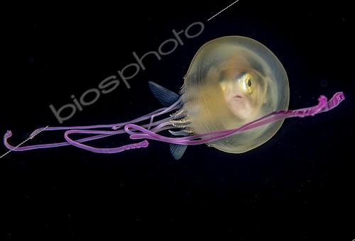 Biosphoto | 2454289 | Juvenile jack taking refuge in a purple jellyfish (Thysanostoma loriferum). Photographed at night over abyssal depths Tahiti, French Polynesia. Award-winning image. | &copy; Fabien Michenet / Biosphoto
