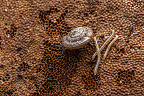 Biosphoto | 2621351 | Juvenile millipedes (Julida sp) with mites and a snail, Chevinay, Rhône, France. | &copy; Philippe Lebeaux / Biosphoto