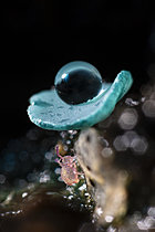 Biosphoto | 2621460 | Juvenile springtail and ascomycete fungus Chlorosplenium, Chevinay, Rhône, France. | &copy; Philippe Lebeaux / Biosphoto