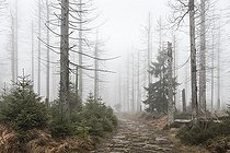 Biosphoto | 2449704 | Kaiserweg, hiking trail through misty dead forest, dead due to drought and bark beetle infestation, Harz National Park, Lower Saxony, Germany, Europe | &copy; Andreas Vitting / imageBROKER / Biosphoto