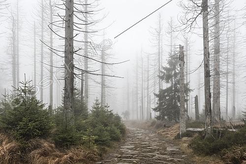 Biosphoto | 2449704 | Kaiserweg, hiking trail through misty dead forest, dead due to drought and bark beetle infestation, Harz National Park, Lower Saxony, Germany, Europe | &copy; Andreas Vitting / imageBROKER / Biosphoto