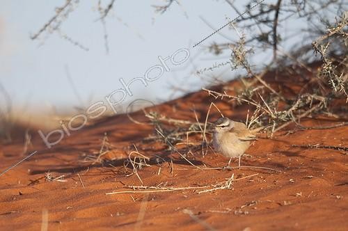 Biosphoto | 1993755 | Kalahari Scrub Robin - Red sands dunes ot southern Kalahari | &copy; Anne Claire Monna / Biosphoto