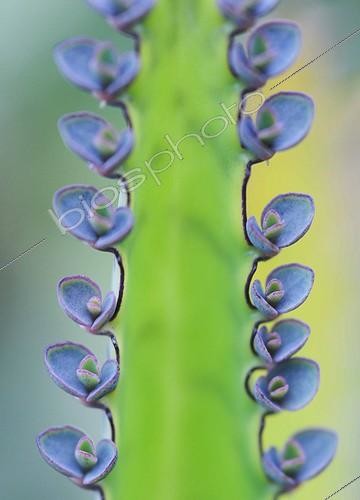 Biosphoto | 1499574 | Kalanchoe | &copy; Sue Kennedy / Flowerphotos / Biosphoto