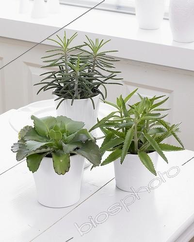 Biosphoto | 1760645 | Kalanchoe ; Kalanchoe collection | &copy; Visions Botanical / Visions Pictures / Biosphoto