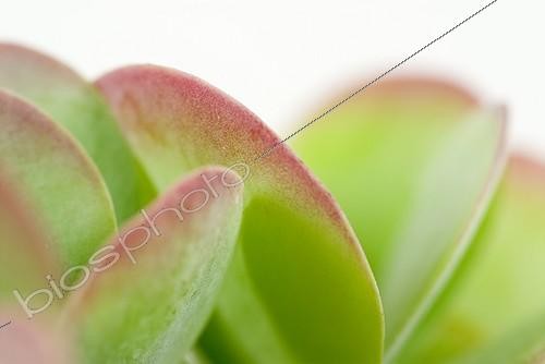 Biosphoto | 1081080 | Kalanchoé thyrsiflora | &copy; Elburg Botanic Media / Visions Pictures / Biosphoto