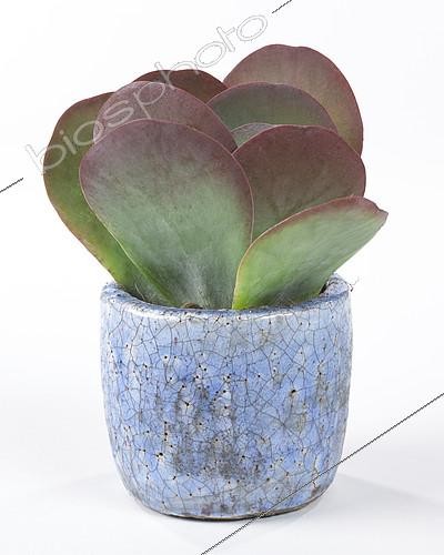 Biosphoto | 2113131 | Kalanchoe thyrsiflora | &copy; Visions Pictures / Biosphoto