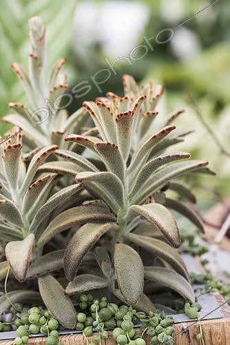Biosphoto | 2533043 | Kalanchoe tomentosa Chocolate Soldier | &copy; Visions Pictures / Biosphoto