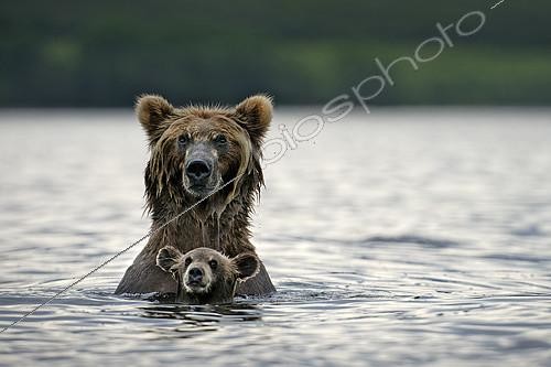 Biosphoto | 2417916 | Kamchatka brown Bear (Ursus arctos beringianus) bear wirh her cub in water, Kamchatka, Russia | &copy; Pierluigi Rizzato / Biosphoto