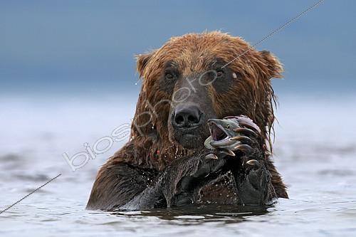 Biosphoto | 2417946 | Kamchatka brown Bear (Ursus arctos beringianus) eating salmon in water, Kamchatka, Russia. Glanzlichter 2013 - Germany - Highly Commended | &copy; Pierluigi Rizzato / Biosphoto