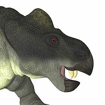 Biosphoto | 2471303 | Kannemeyeria dinosaur head. Kannemeyeria was a herbivorous dicynodont dinosaur the lived in South Africa, Argentina, India and China during the Triassic Period. | &copy; Corey Ford / Stocktrek Images / Biosphoto