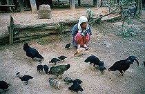 Biosphoto | 1603188 | Karen woman, ethnic minority, Golden Triangle, Thailand, Asia | &copy; Walter G. Allgoewer / imageBROKER / Biosphoto