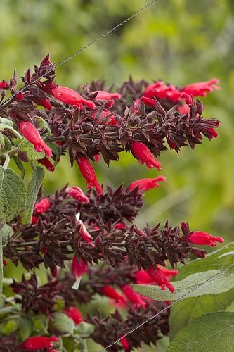 Biosphoto | 2126794 | Karwinski's sage (Salvia karwinskii 'Red Calyx') | &copy; Frédéric Tournay / Biosphoto