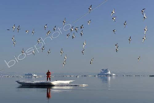 Biosphoto | 2433874 | Kayakiste sur une plaque de glace avec un vol de bécasseaux dans le Scoresbysund, Groenland Nord Est | &copy; Pierre Vernay / Biosphoto