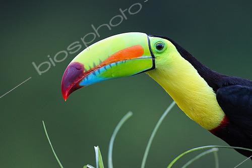 Biosphoto | 2519365 | Keel-billed Toucan (Ramphastos sulfuratus) portrait, Costa Rica | &copy; Cédric Join / Biosphoto