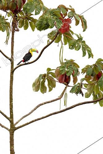 Biosphoto | 2397602 | Keel-billed toucan (Ramphastos sulfuratus) on a branch, Primary forest, Costa-Rica | &copy; Cédric Join / Biosphoto