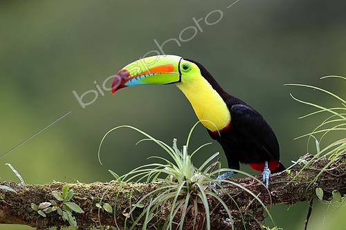 Biosphoto | 2519353 | Keel-billed Toucan (Ramphastos sulfuratus) on a branch, Costa Rica | &copy; Cédric Join / Biosphoto