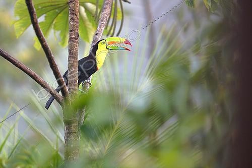 Biosphoto | 2519356 | Keel-billed Toucan (Ramphastos sulfuratus) on a branch, Costa Rica | &copy; Cédric Join / Biosphoto